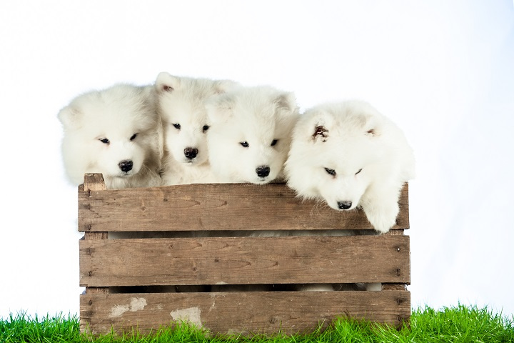 Just Puppies! Easy to Run Puppies Mall Shop