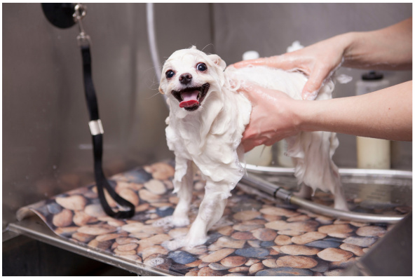 Established Dog Grooming Facility in Ideal Shopping Center - Bryan ...