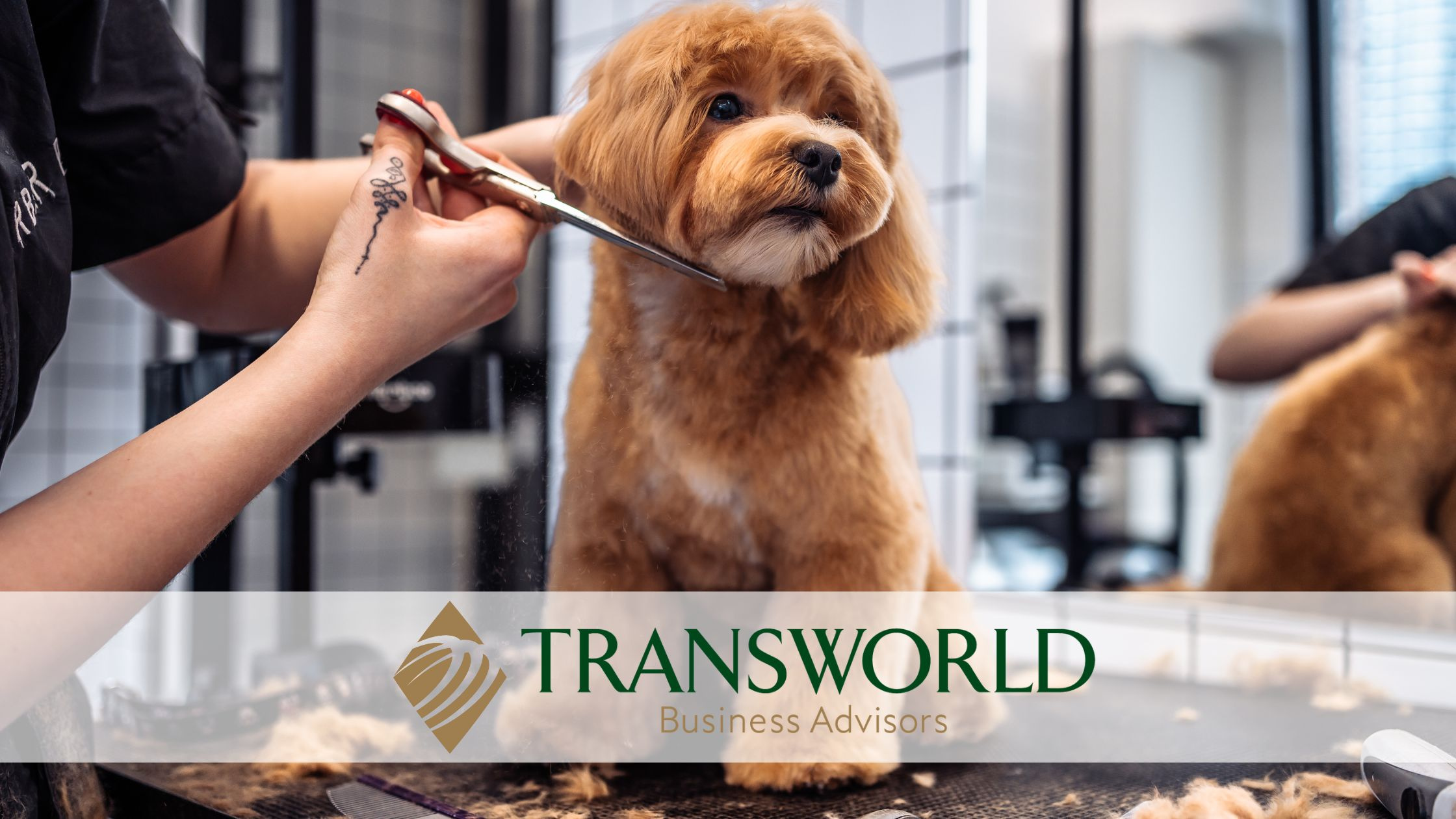 Well-Established, Profitable Dog Grooming Business, Fort Bend Co ...