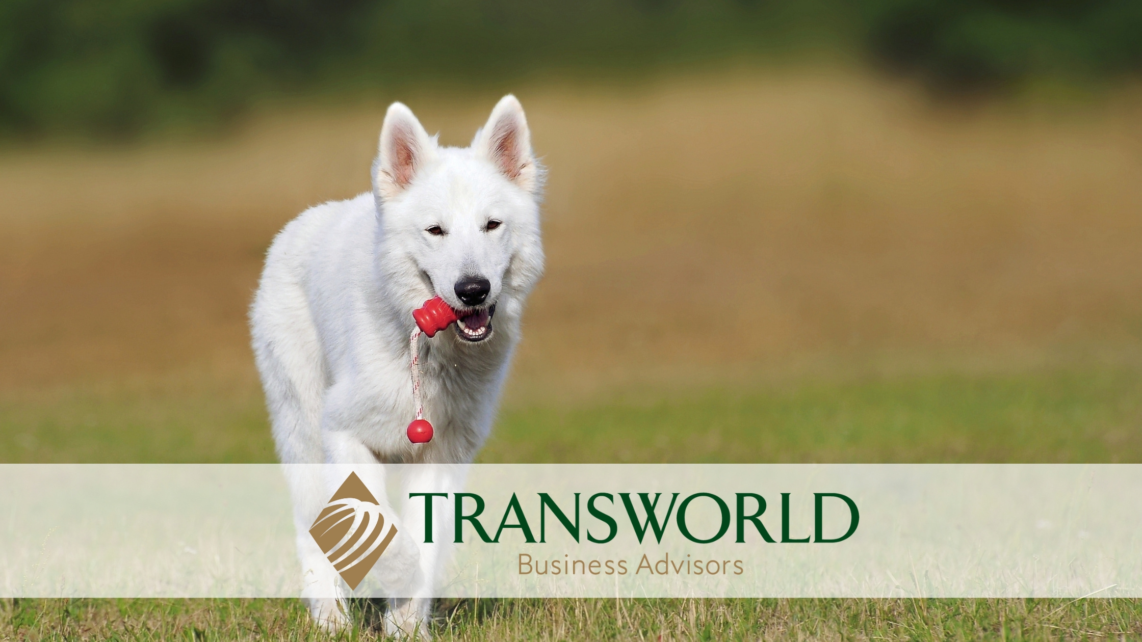 Fabulous Dog Training & Boarding Facility - Carmen Saad Hanna, MBA, CBI ...